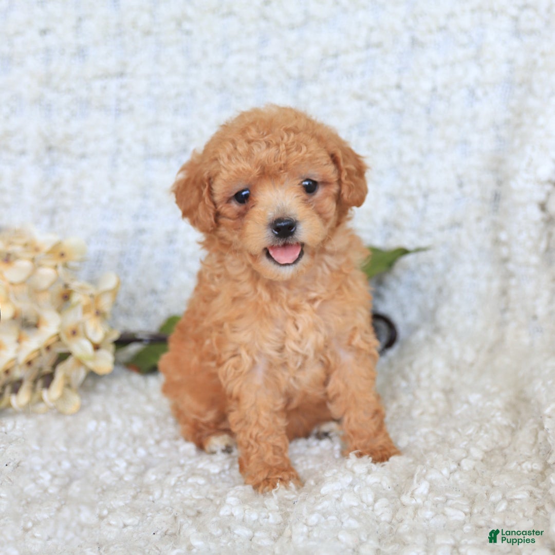Toy Poodle dogs for sale: Bodhi - Image 1