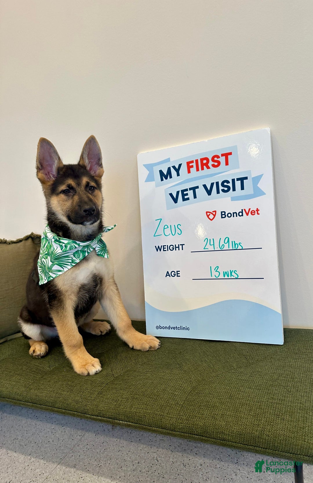 German Shepherd dogs for sale: Zeus - Image 2