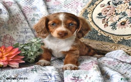 Miniature Dachshund dogs for sale: Ozzy Boots - Image 5