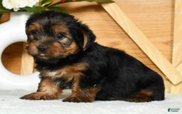 Yorkshire Terrier dogs for sale: Liam - Image 6
