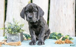 Cane Corso dogs for sale: Fraya - Image 1