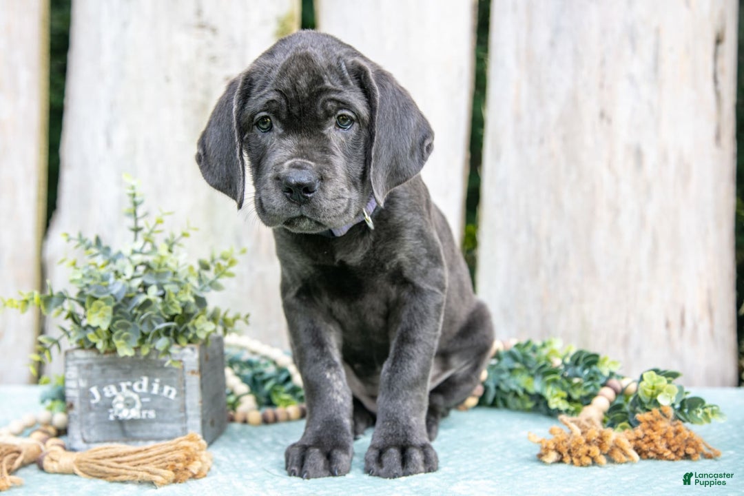 Cane Corso dogs for sale: Fraya - Image 1