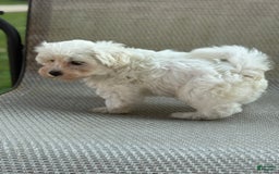 Maltese dogs for sale: Mason - Image 2
