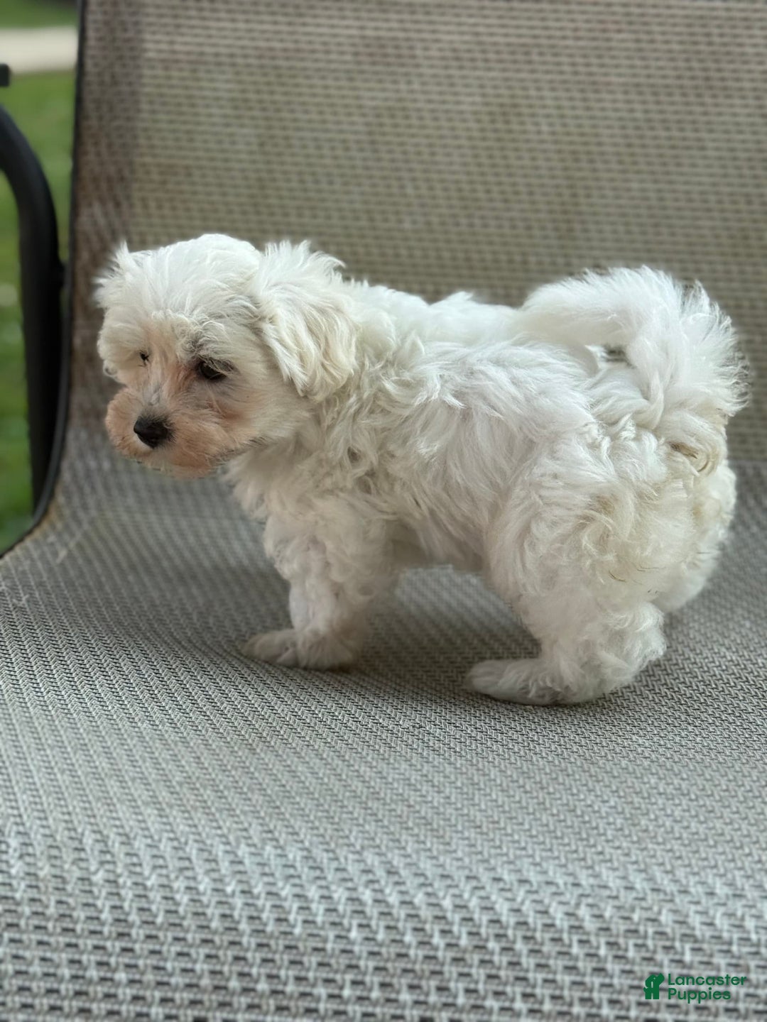 Maltese dogs for sale: Mason - Image 2