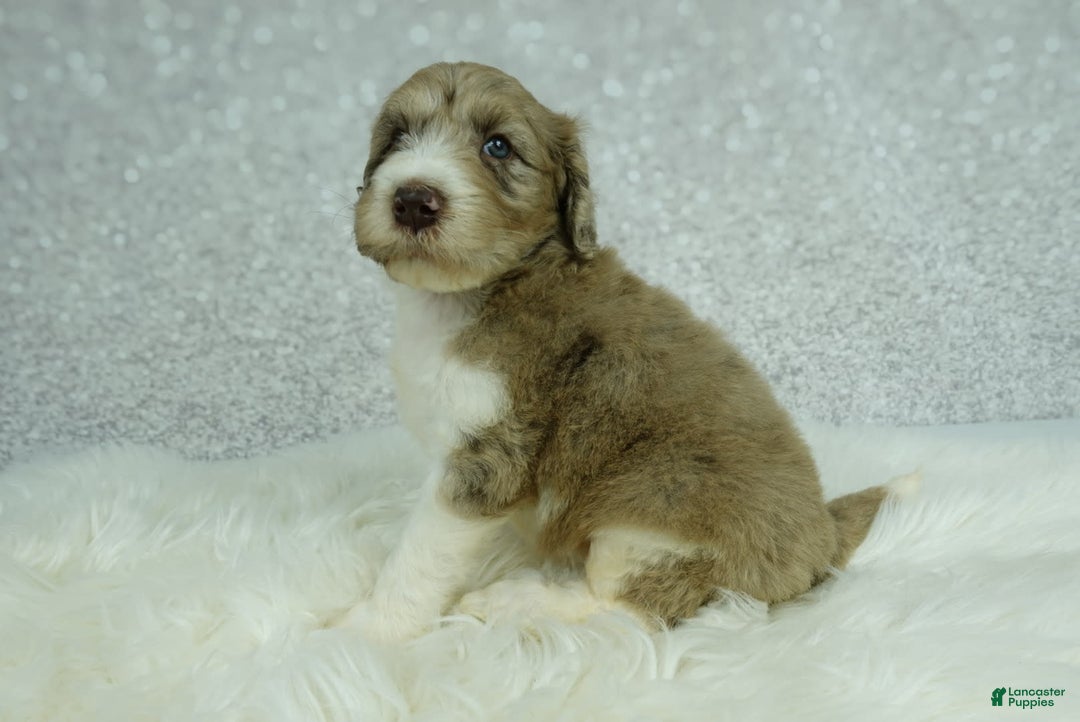 Newfypoo dogs for sale: Koda F1b - Image 4
