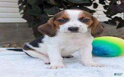 Beagle dogs for sale: Charlie - Image 11