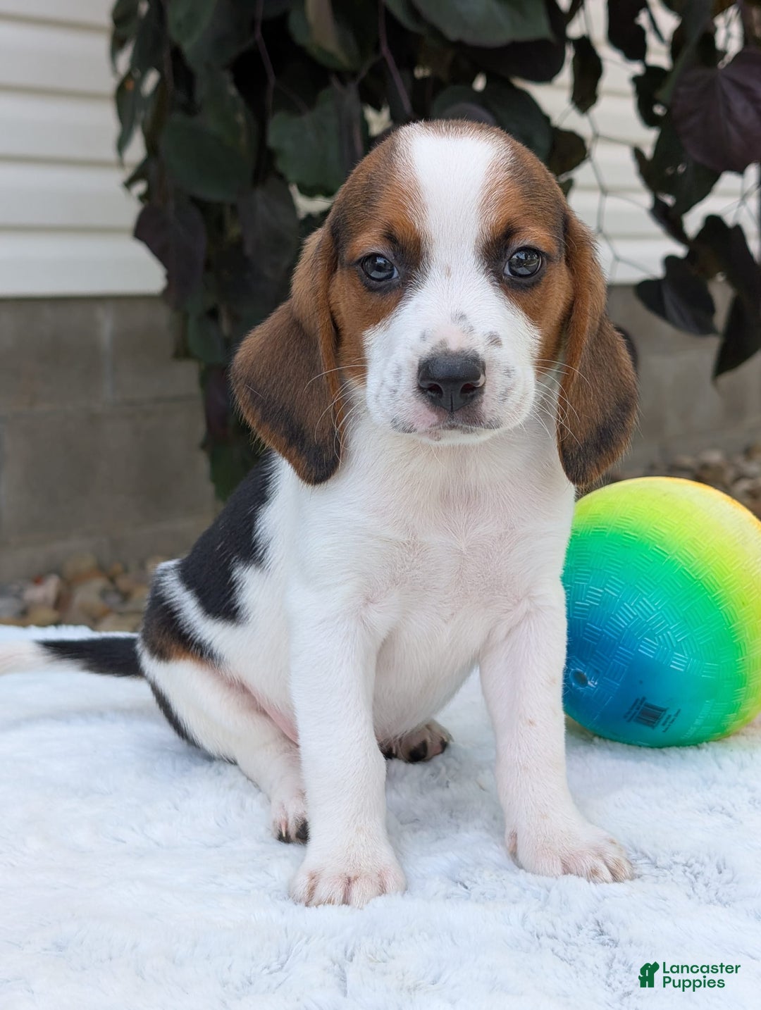 Beagle dogs for sale: Charlie - Image 11