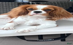 Cavalier King Charles Spaniel dogs for sale: Mila - Image 5