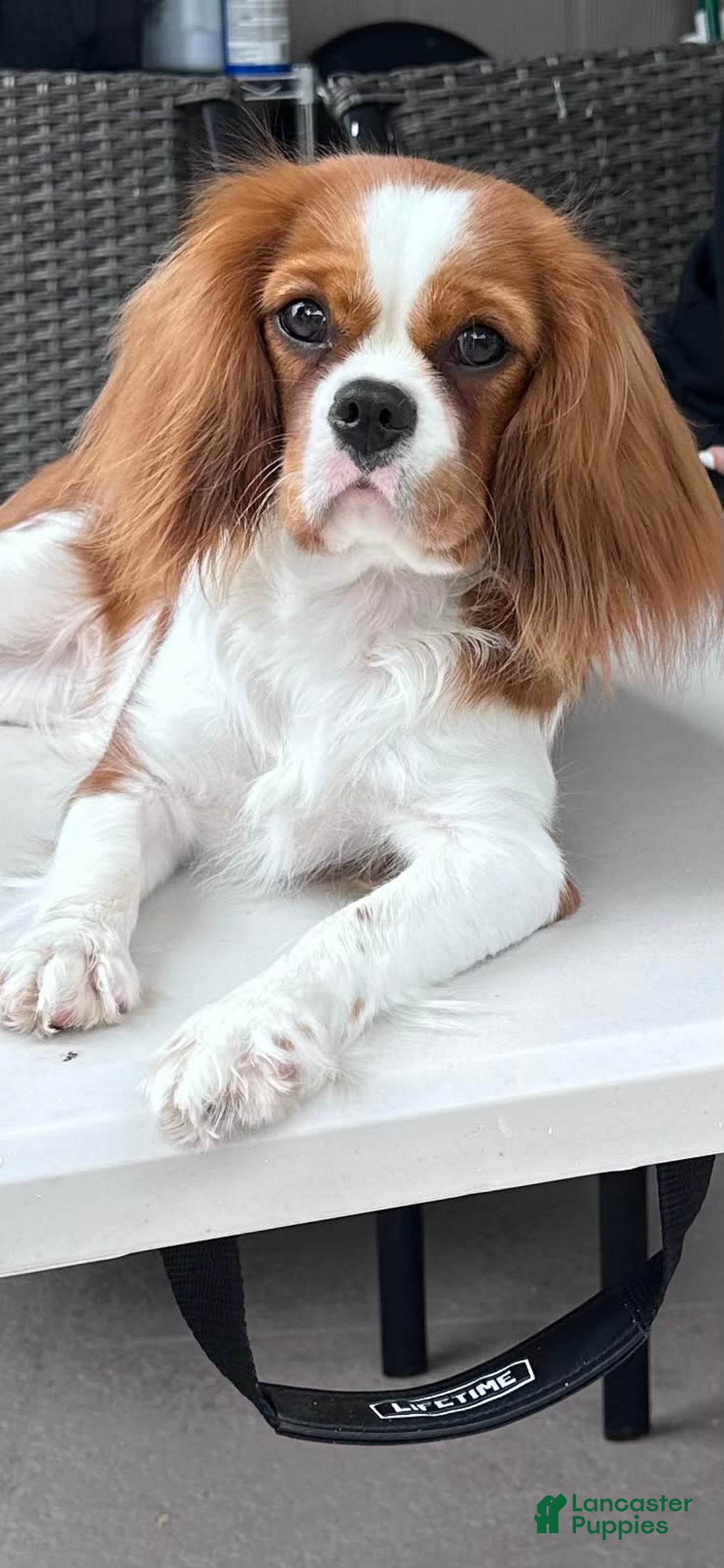 Cavalier King Charles Spaniel dogs for sale: Mila - Image 5