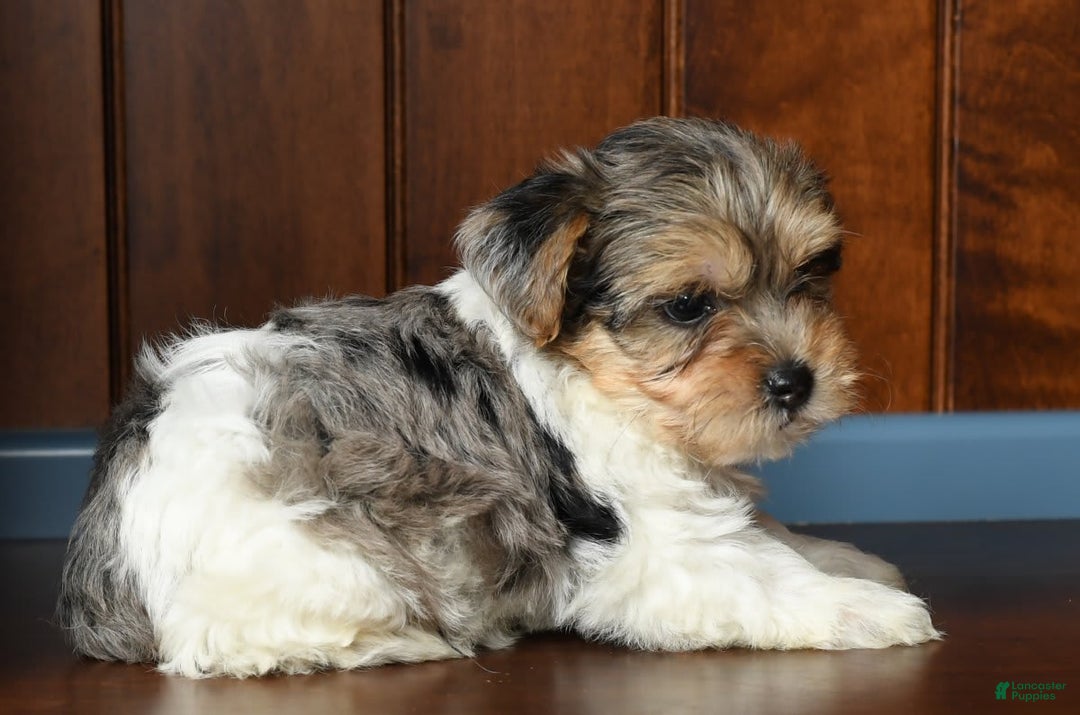 Yorkiepoo dogs for sale: Baxter - Image 5