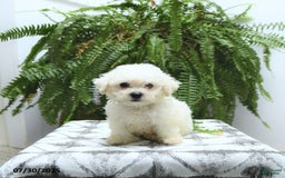 Bichon Frise dogs for sale: Ziggy - Image 4