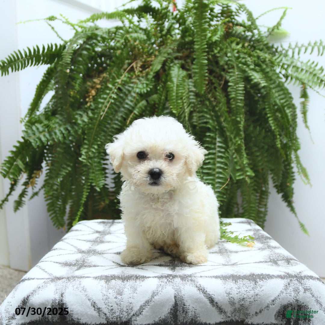 Bichon Frise dogs for sale: Ziggy - Image 4