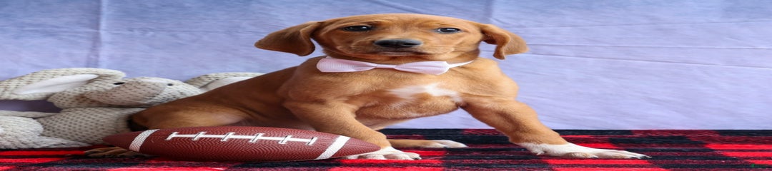 Chief