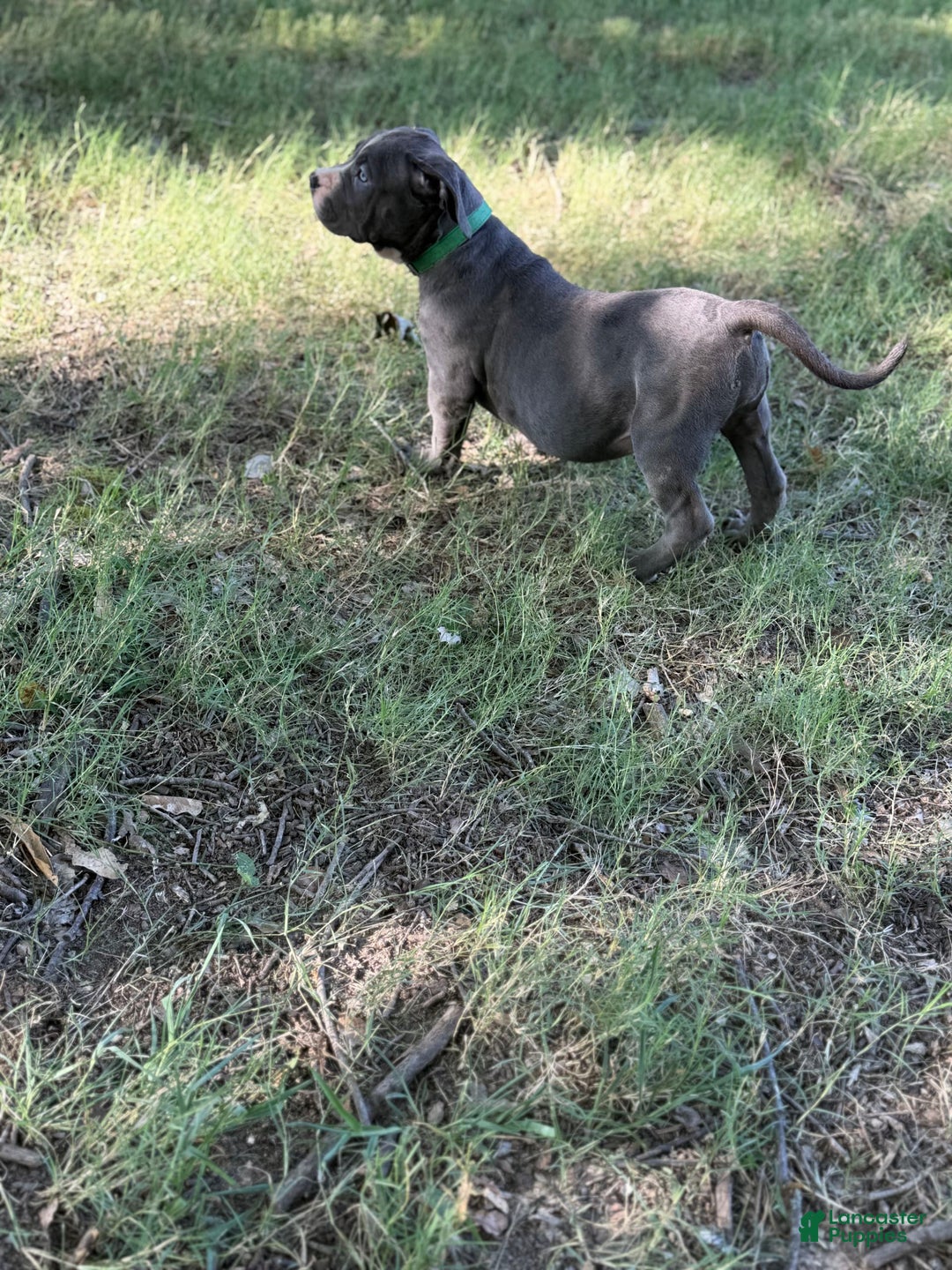 American Bully dogs for sale: Blossom - Image 4