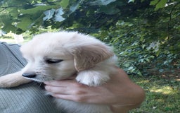 Golden Retriever dogs for sale: Picasso - Image 24