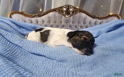 Mini Goldendoodle dogs for sale: Hudson - Image 2