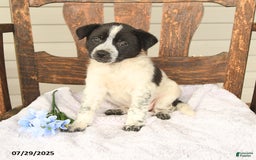 Australian Cattle Dog dogs for sale: Marlin - Image 2