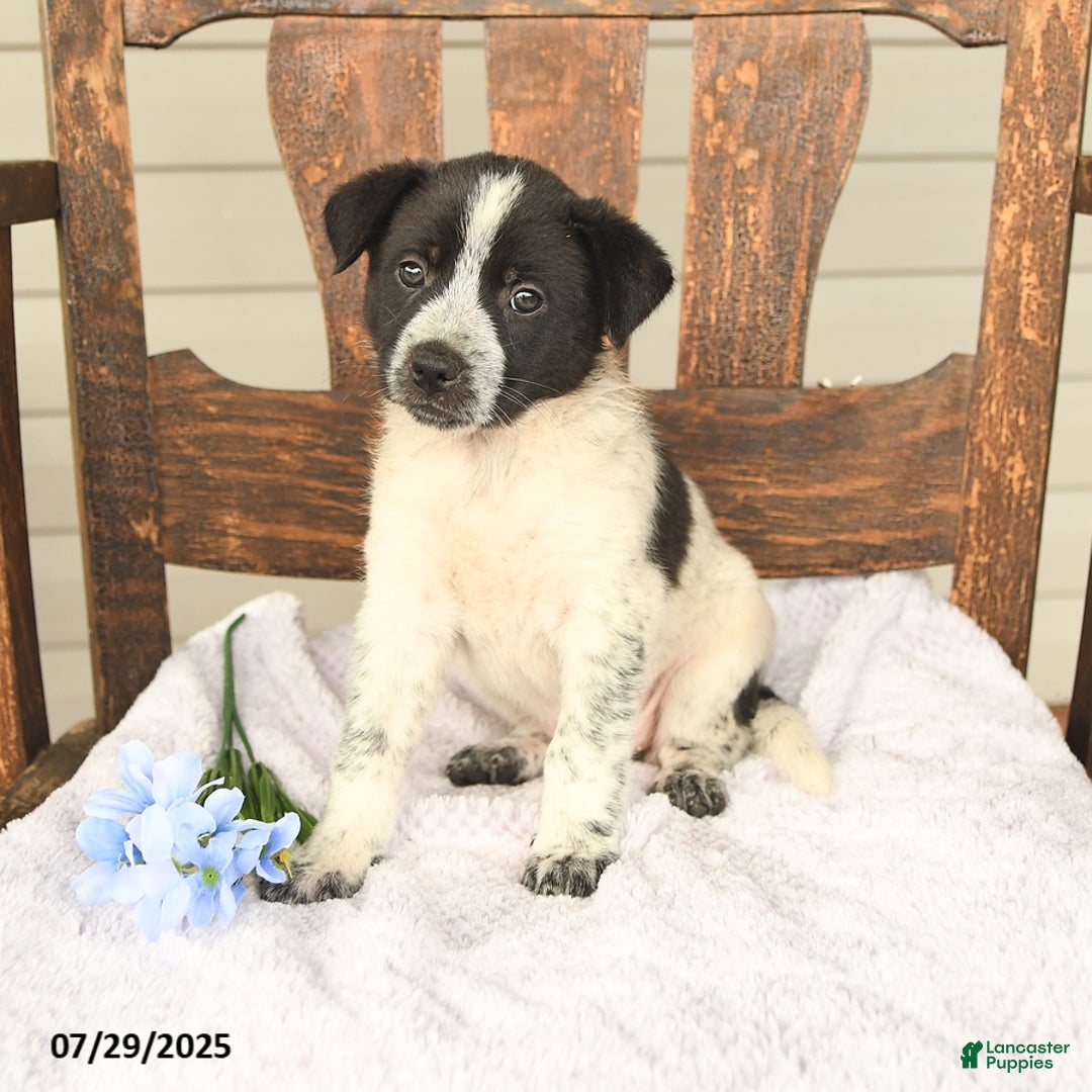 Australian Cattle Dog dogs for sale: Marlin - Image 2