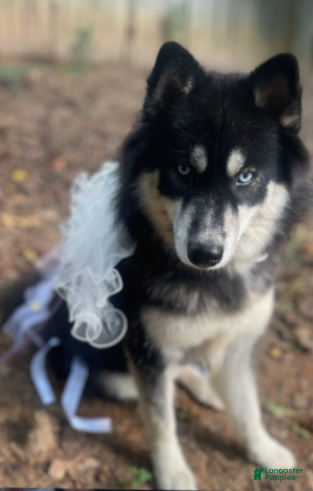 Siberian Husky dogs for sale: Kaya - Image 14