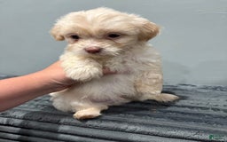 Malshi dogs for sale: Chooch - Image 2