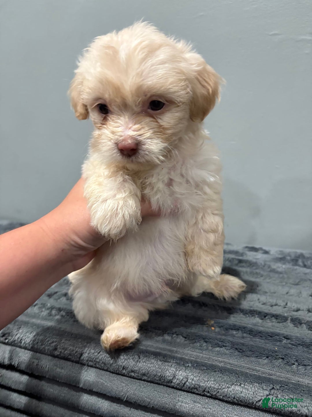 Malshi dogs for sale: Chooch - Image 2