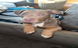 American Bully dogs for sale: Diamond - Image 17