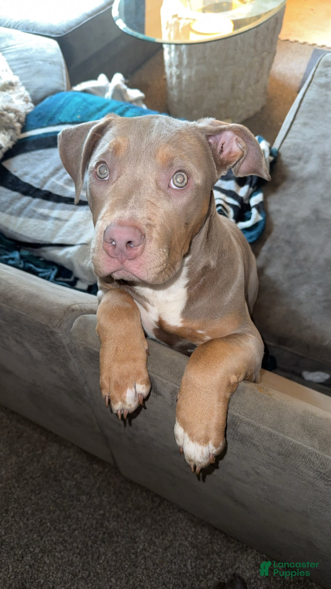 American Bully dogs for sale: Diamond - Image 17