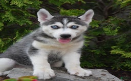 Siberian Husky dogs for sale: Maddie - Image 1