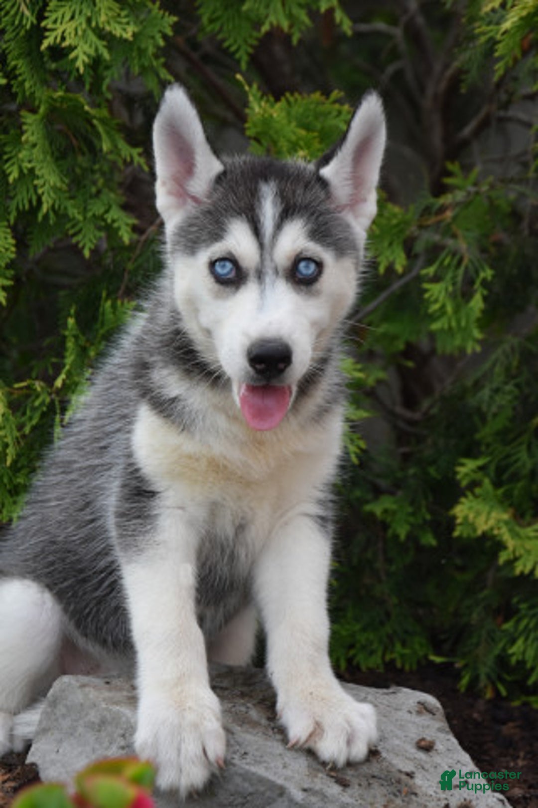 Siberian Husky dogs for sale: Maddie - Image 1