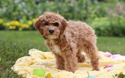 Yorkiepoo dogs for sale: Max - Image 18