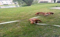 Dachshund dogs for sale: Tiny - Image 2