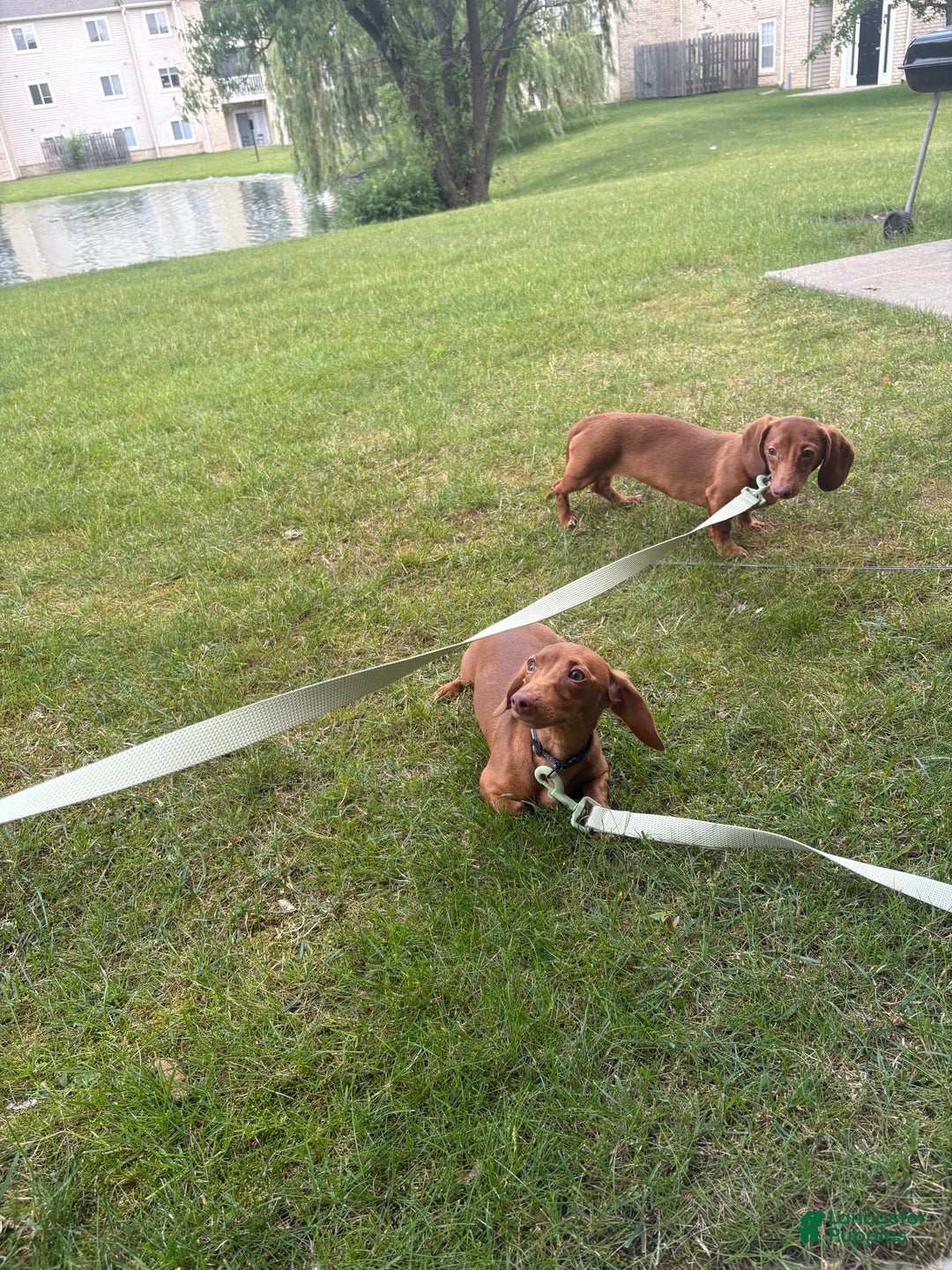 Dachshund dogs for sale: Tiny - Image 2