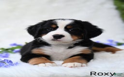 Bernese Mountain Dog dogs for sale: Roxy - Image 1