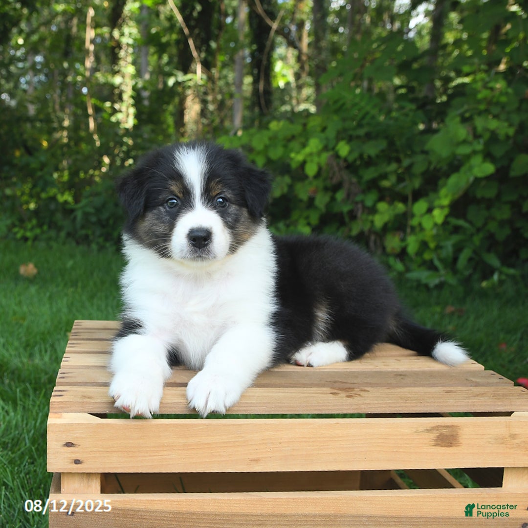 Australian Shepherd dogs for sale: Alivia - Image 2
