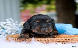 Miniature Dachshund dogs for sale: Simon - Image 1