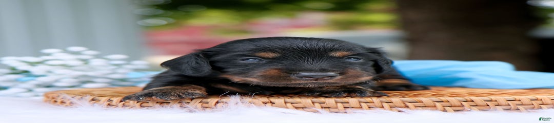 Simon
