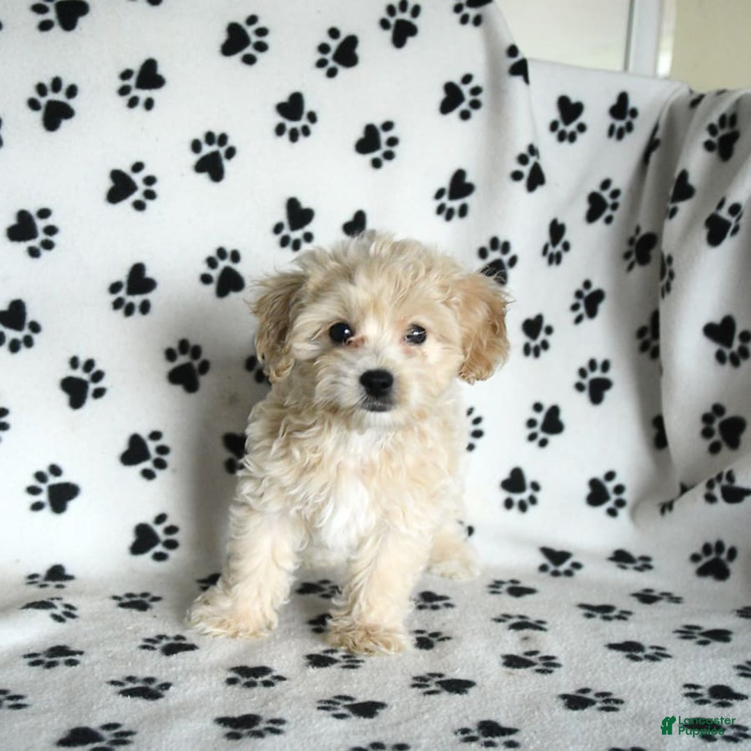 Cavapoo dogs for sale: Ace - Image 17