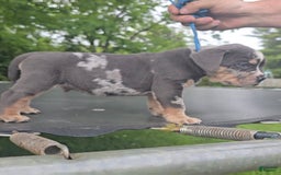 American Bully dogs for sale: Boss - Image 8