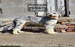 Bernedoodle dogs for sale: Christa - Image 12