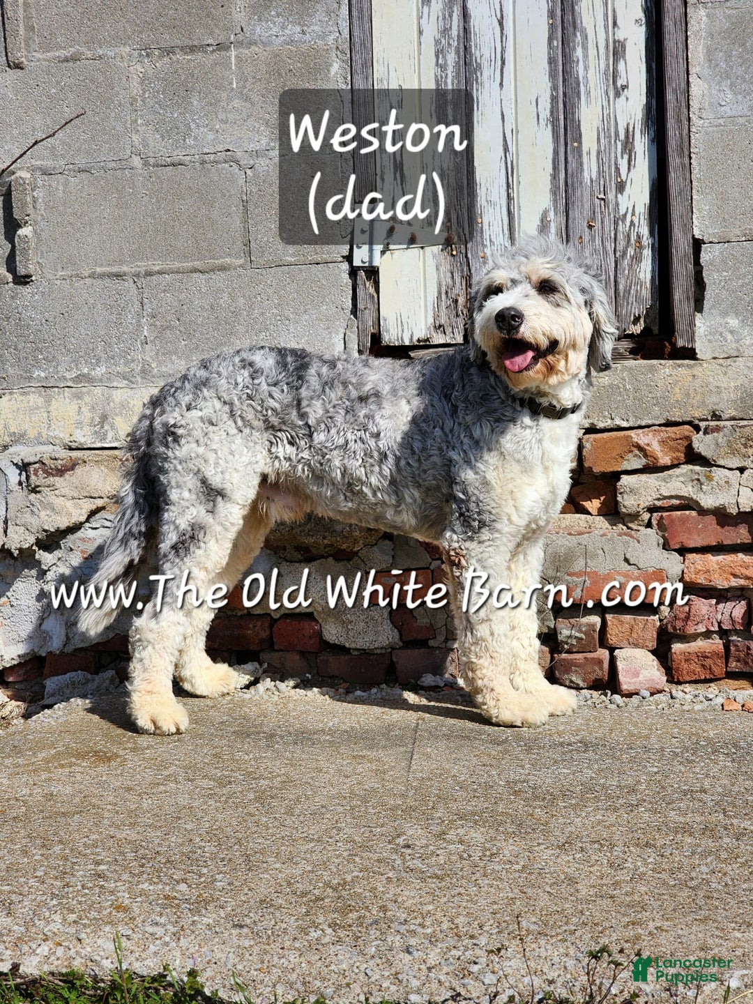 Bernedoodle dogs for sale: Christa - Image 12