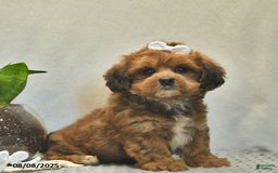 Shihpoo dogs for sale: Alice - Image 3
