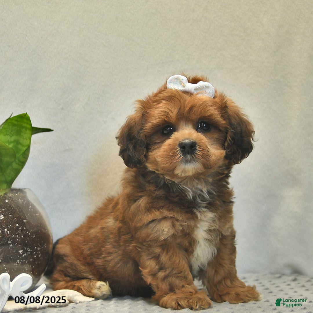 Shihpoo dogs for sale: Alice - Image 3