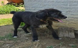 Goldendoodle dogs for sale: Chelsea - Image 2