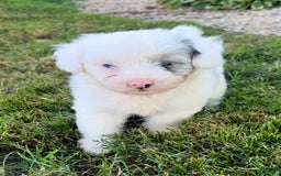 Mini Aussiedoodle dogs for sale: Bean - Image 2