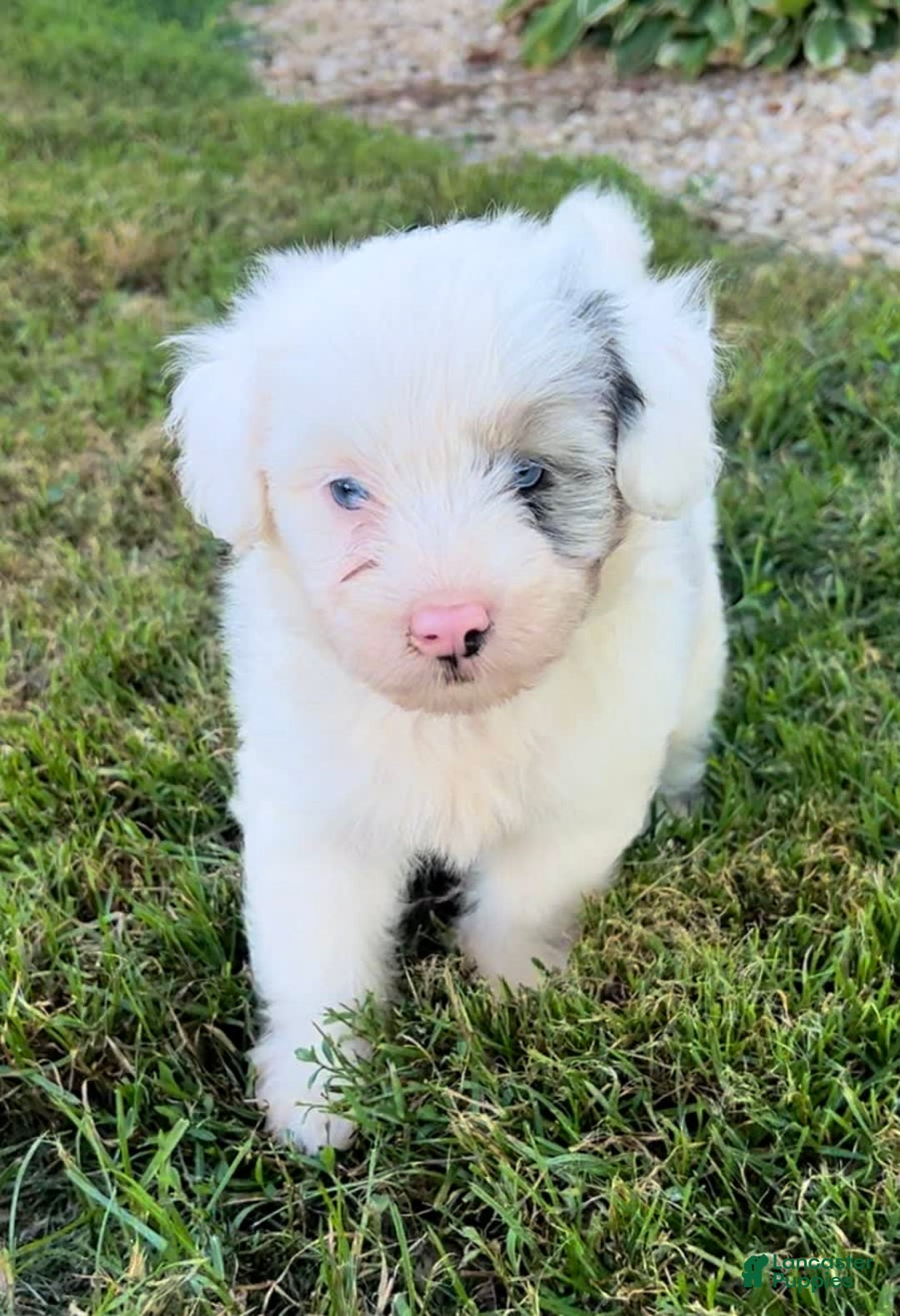 Mini Aussiedoodle dogs for sale: Bean - Image 2