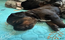 Bernedoodle dogs for sale: Dark Brown Sable Girl - Image 6