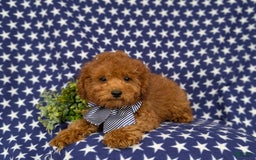 Miniature Poodle dogs for sale: Miniature Poodle 4 puppies - Image 6