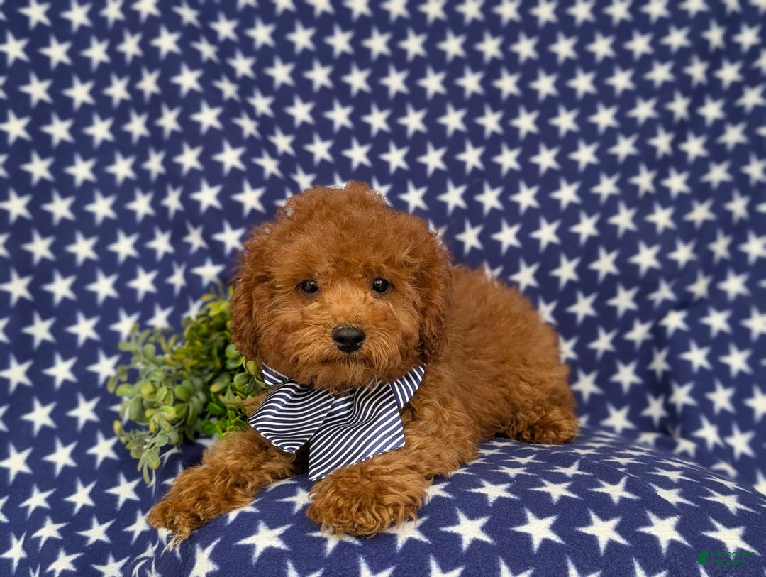 Miniature Poodle dogs for sale: Miniature Poodle 4 puppies - Image 6