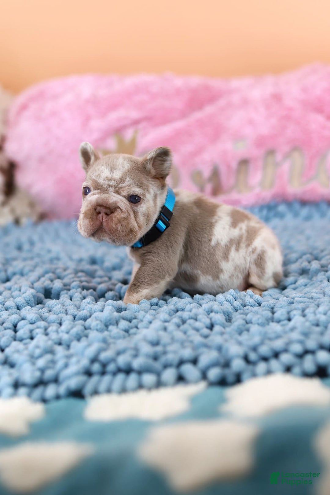 French Bulldog dogs for sale: Dante - Image 7