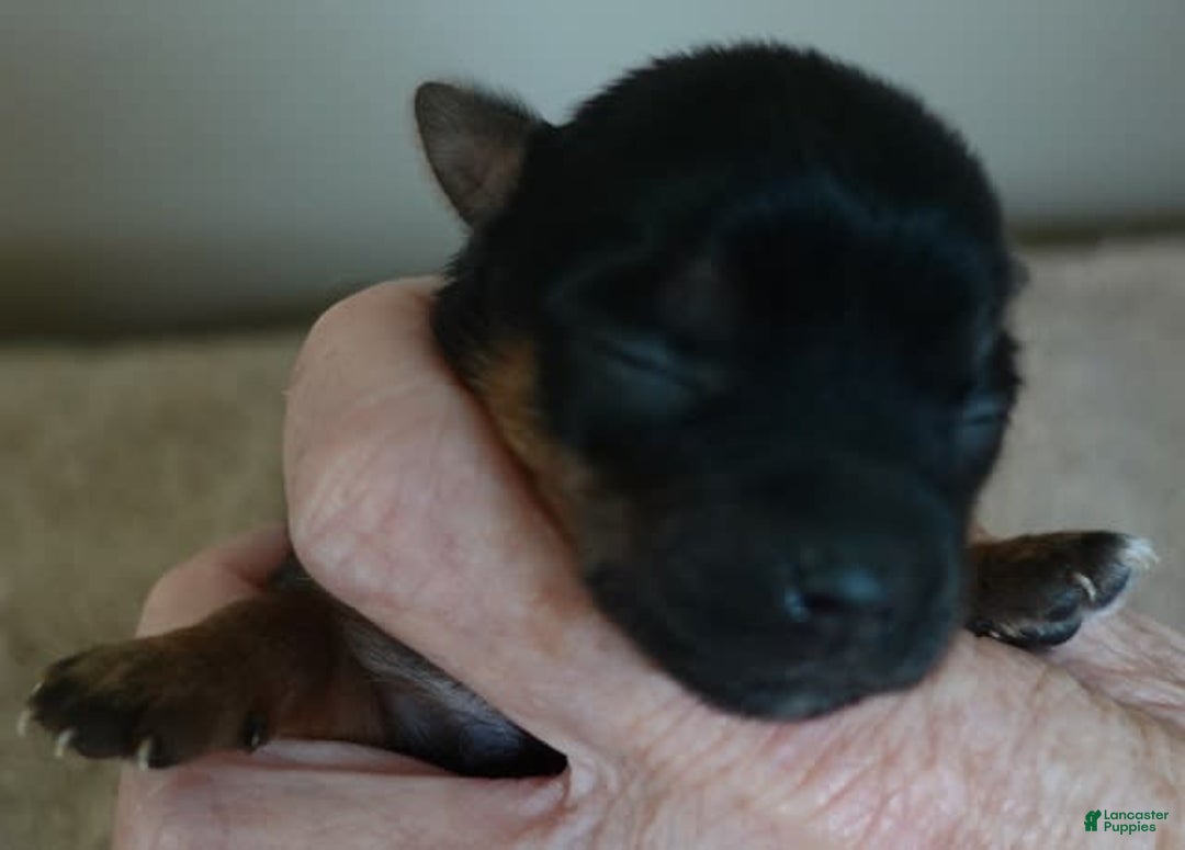 Yorkshire Terrier dogs for sale: Nessie - Image 9